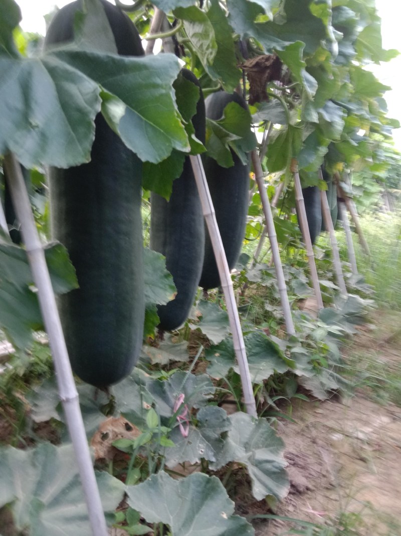 黑皮冬瓜