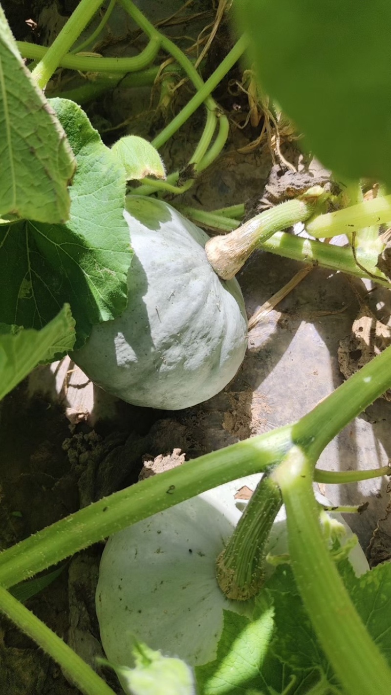 甘肃精品贝贝南瓜，板栗南瓜，口感香甜糯粉。