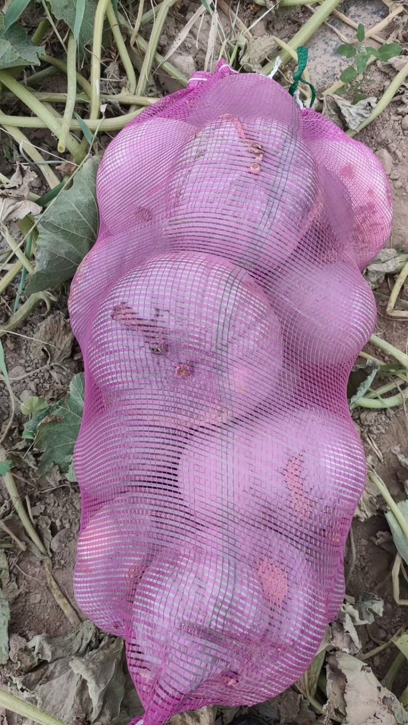 甘肃精品贝贝南瓜，板栗南瓜，口感香甜糯粉。