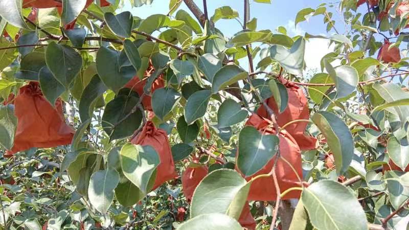 酥梨园在不同地区的分布示意图 酥梨园在不同地区的分布示意图