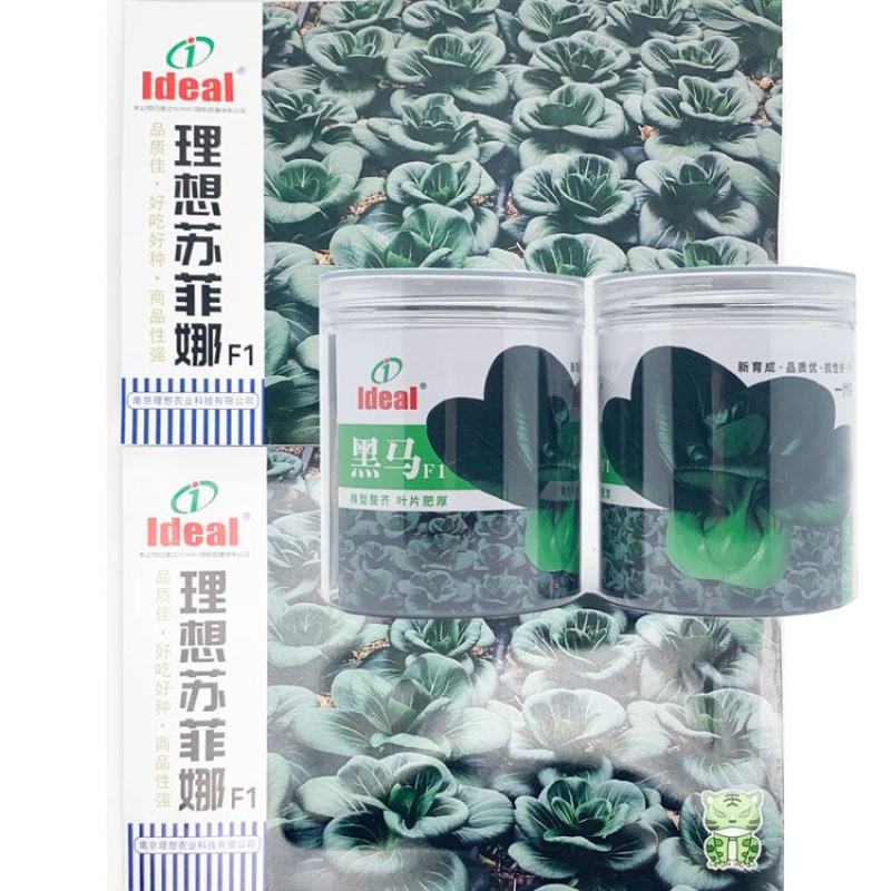 理想苏菲娜黑马矮脚黑菜种子高产耐寒特矮黑油亮大头束腰黑菜