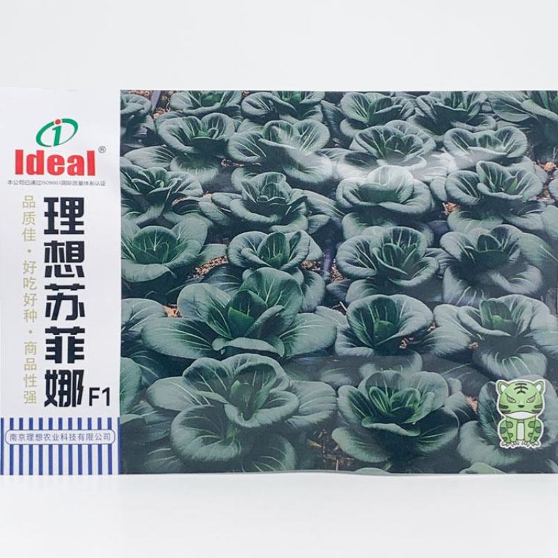 理想苏菲娜黑马矮脚黑菜种子高产耐寒特矮黑油亮大头束腰黑菜