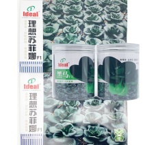 理想苏菲娜黑马矮脚黑菜种子高产耐寒特矮黑油亮大头束腰黑菜
