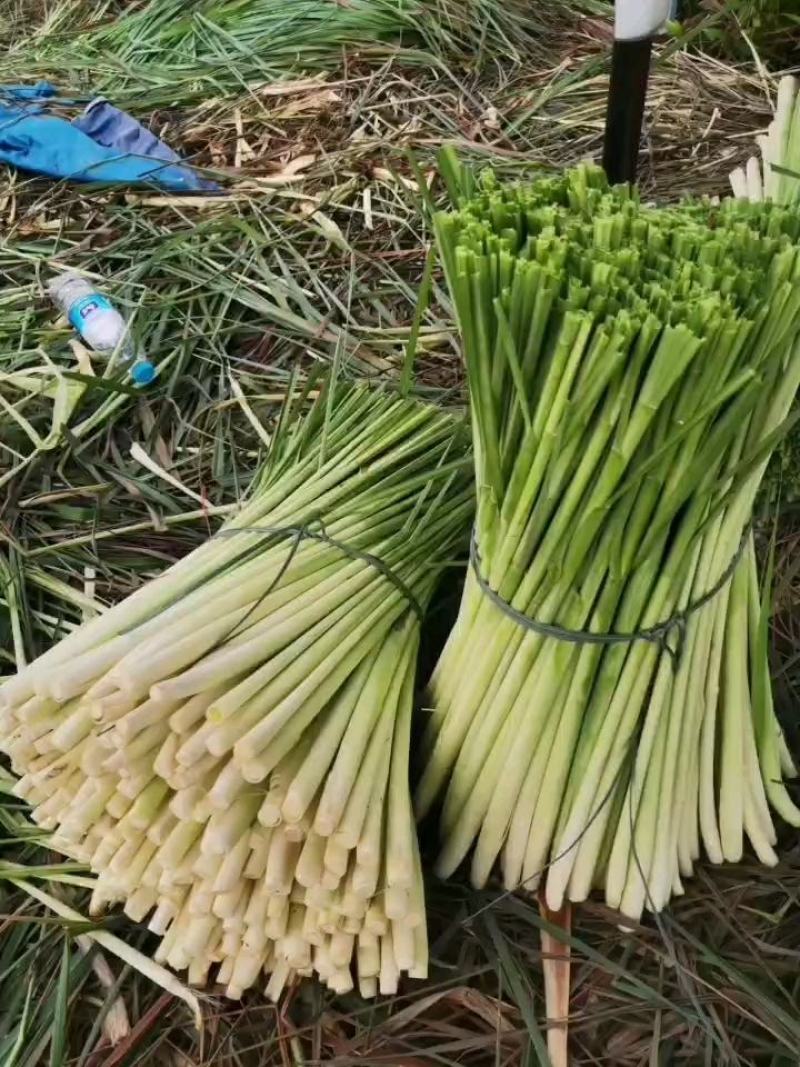 新鲜柠檬香茅草，泰式冬阴功汤料食用香料基地直供欢迎订购。