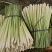 香茅草：柠檬香茅食用香料绿色保健、护肤，基地直供欢迎订购。