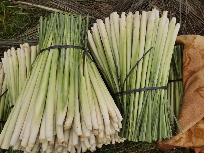 香茅草：柠檬香茅食用香料绿色保健、护肤，基地直供欢迎订购。