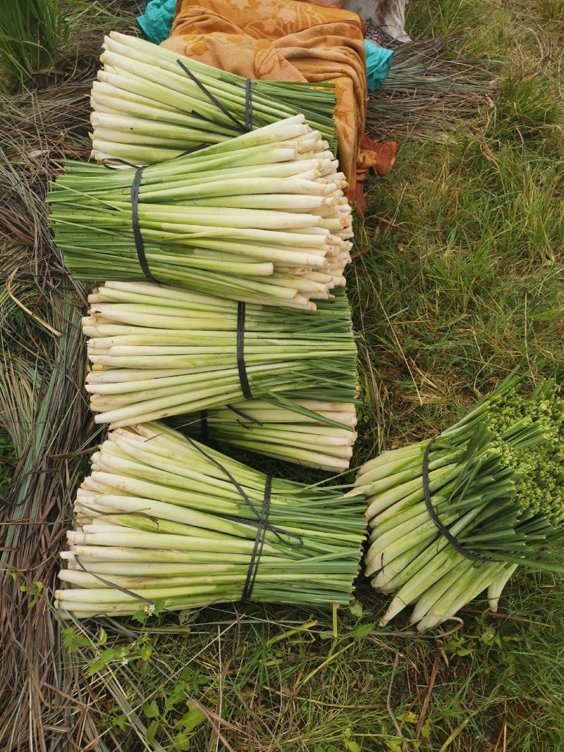 香茅草：柠檬香茅食用香料绿色保健、护肤，基地直供欢迎订购。