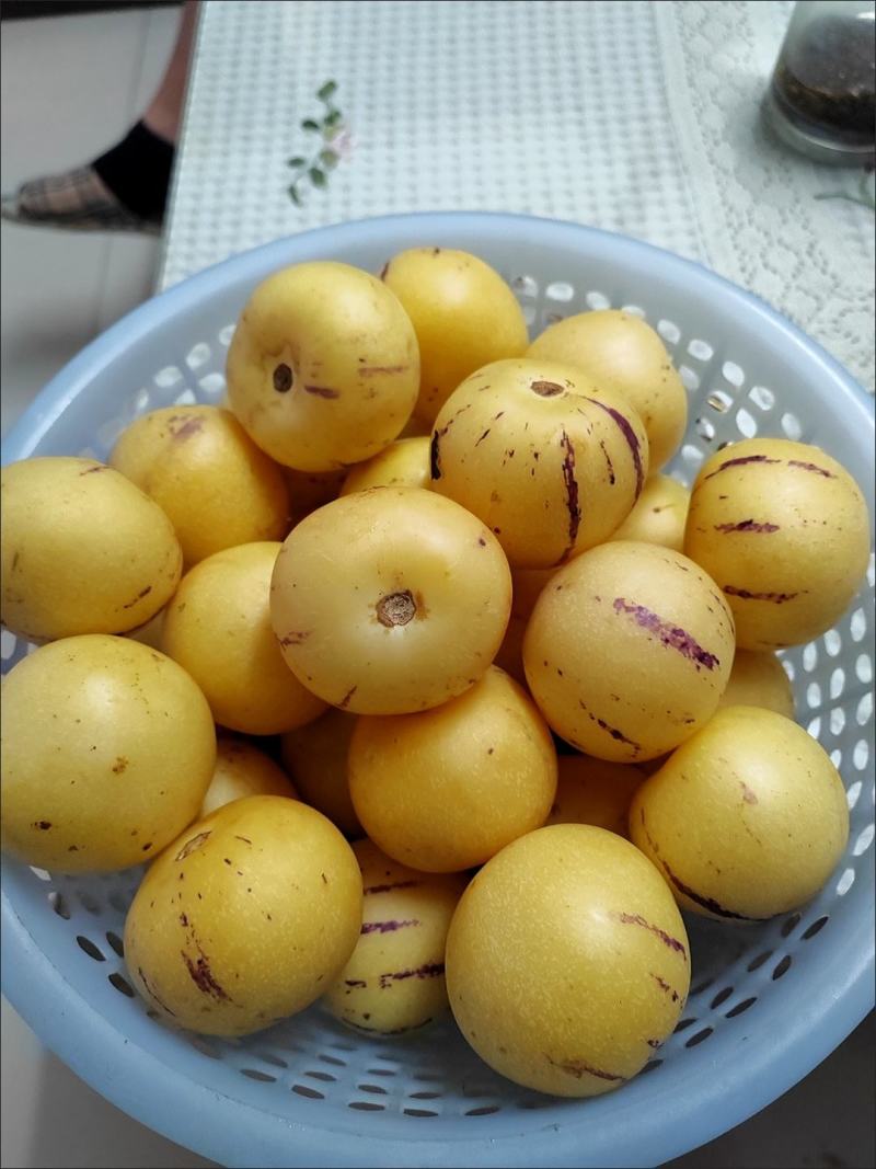 云南人参果，当季节，精品果子，清甜多汁，基地直供，质量保