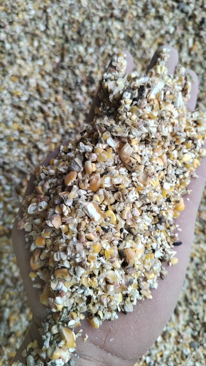 毛粮碎玉米净粮各种规格鸡鸭鹅牛羊养殖常年供应