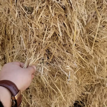 优质压块麦草厂家供应柔丝小麦秸秆全国发货