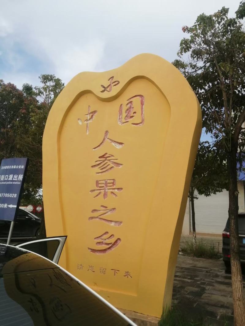 云南风化石人参圆果当季现摘现发清甜多汁，基地直发质量保正