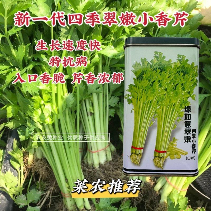 绿如意翠嫩四季小香芹种子芹香浓郁抗病抗倒特实心芹菜种子