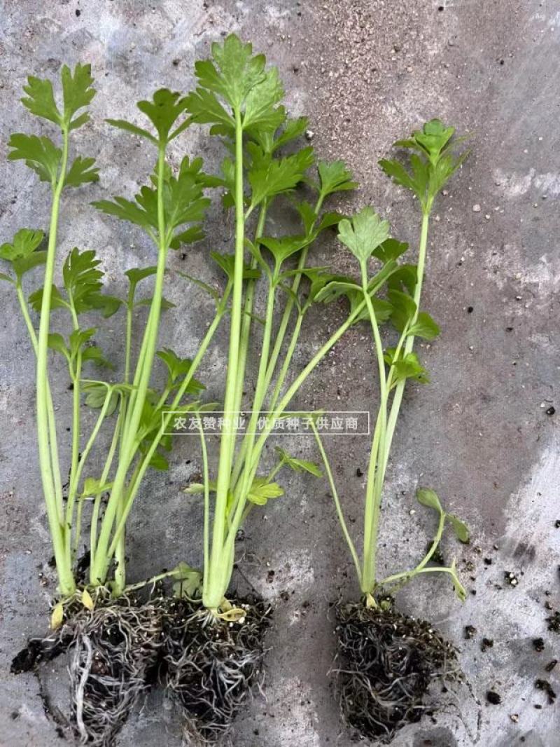 绿如意翠嫩四季小香芹种子芹香浓郁抗病抗倒特实心芹菜种子