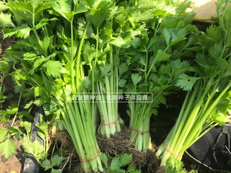 绿如意翠嫩四季小香芹种子芹香浓郁抗病抗倒特实心芹菜种子
