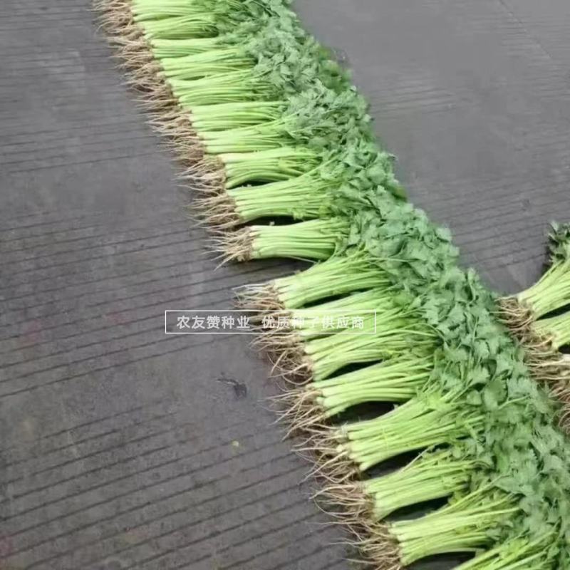 绿如意翠嫩四季小香芹种子芹香浓郁抗病抗倒特实心芹菜种子