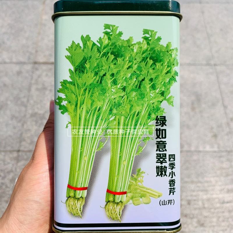 绿如意翠嫩四季小香芹种子芹香浓郁抗病抗倒特实心芹菜种子