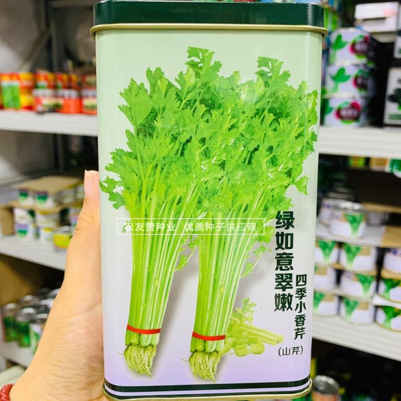 绿如意翠嫩四季小香芹种子芹香浓郁抗病抗倒特实心芹菜种子