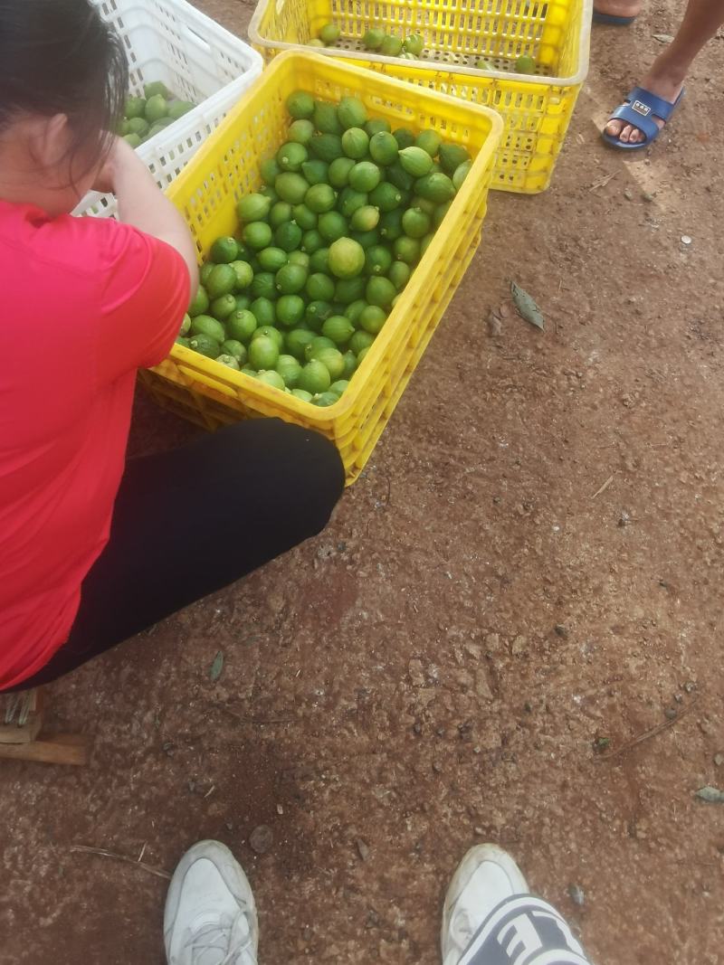 广东无籽香水柠檬。.