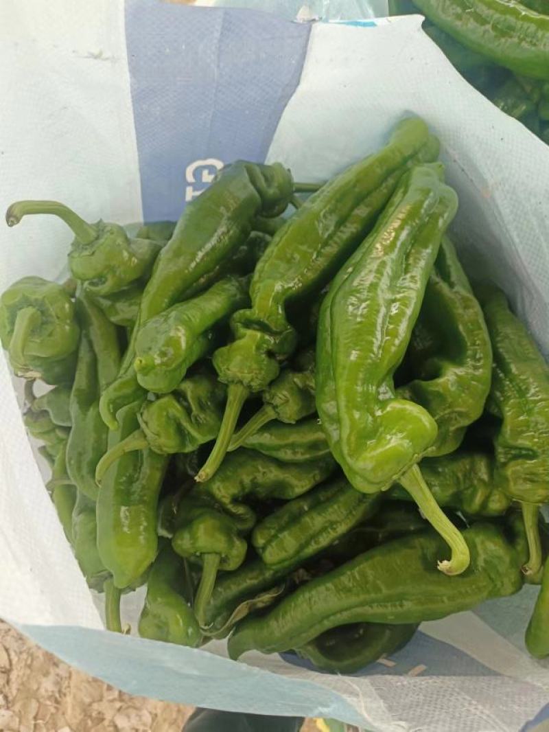 【实力】鲜辣椒夏邑301辣椒，一手货源现摘现发，欢迎电联