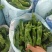 【实力】鲜辣椒夏邑301辣椒，一手货源现摘现发，欢迎电联