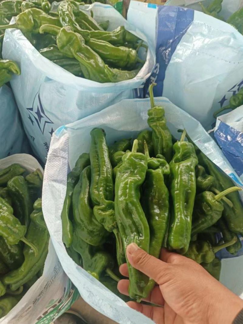 【实力】鲜辣椒夏邑301辣椒，一手货源现摘现发，欢迎电联