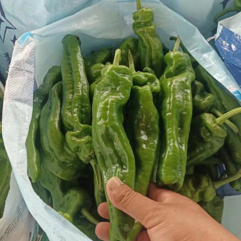 【实力】鲜辣椒夏邑301辣椒，一手货源现摘现发，欢迎电联