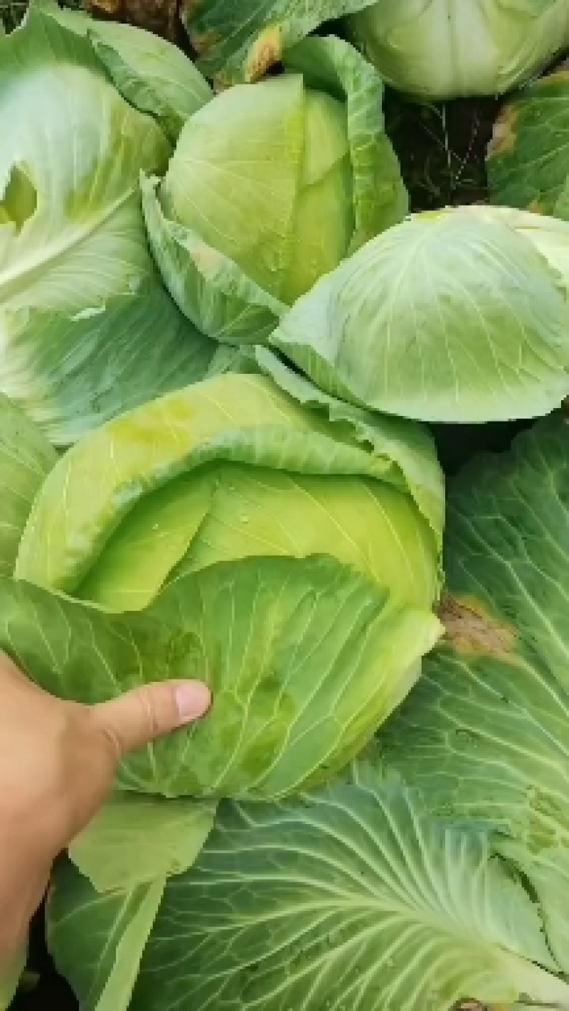 京丰包菜产地看货质量好货源充足需要的可以视频看货