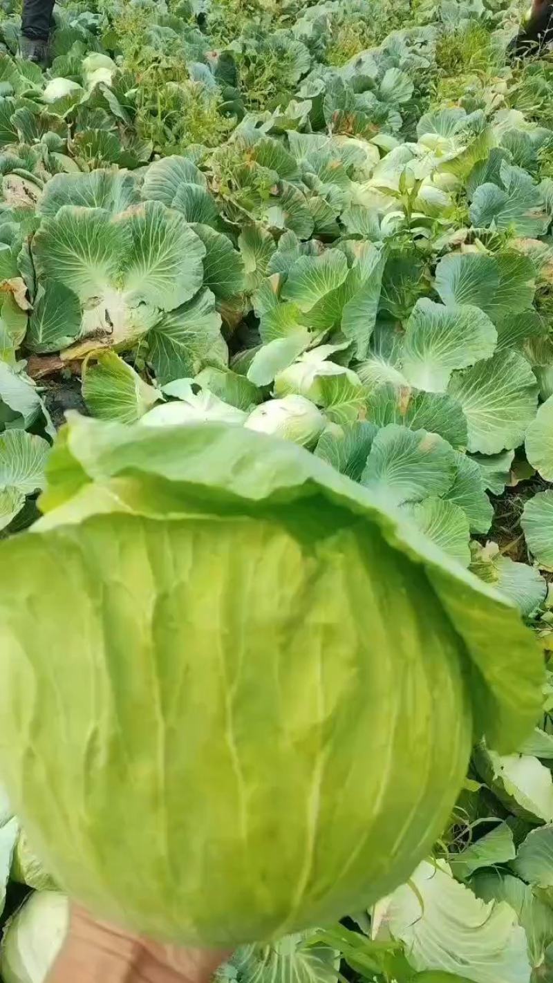 京丰包菜产地看货质量好货源充足需要的可以视频看货