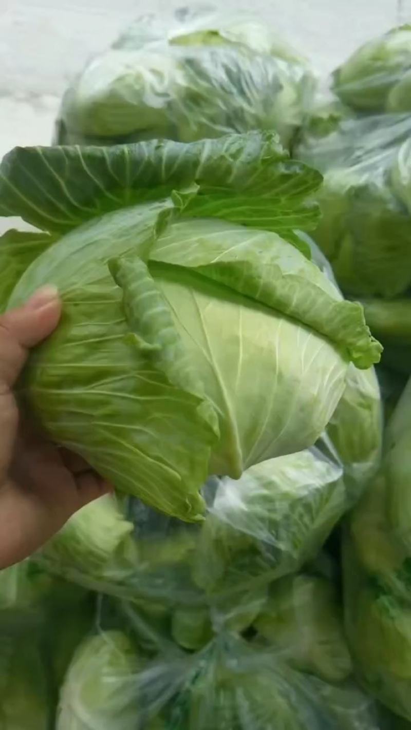 京丰包菜产地看货质量好货源充足需要的可以视频看货