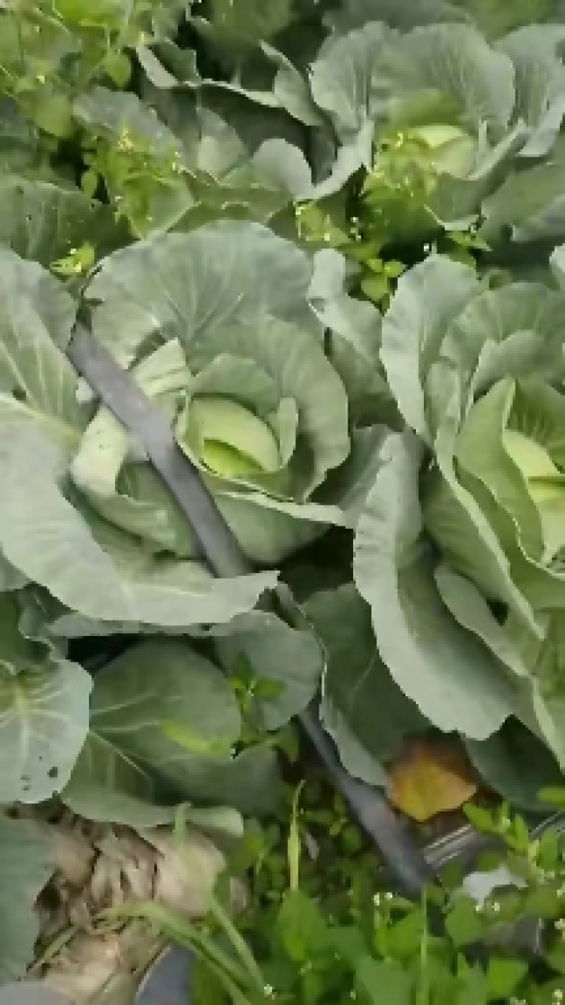京丰包菜产地看货质量好货源充足需要的可以视频看货