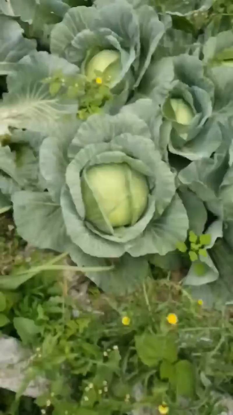 京丰包菜产地看货质量好货源充足需要的可以视频看货