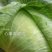 京丰包菜产地看货质量好货源充足需要的可以视频看货