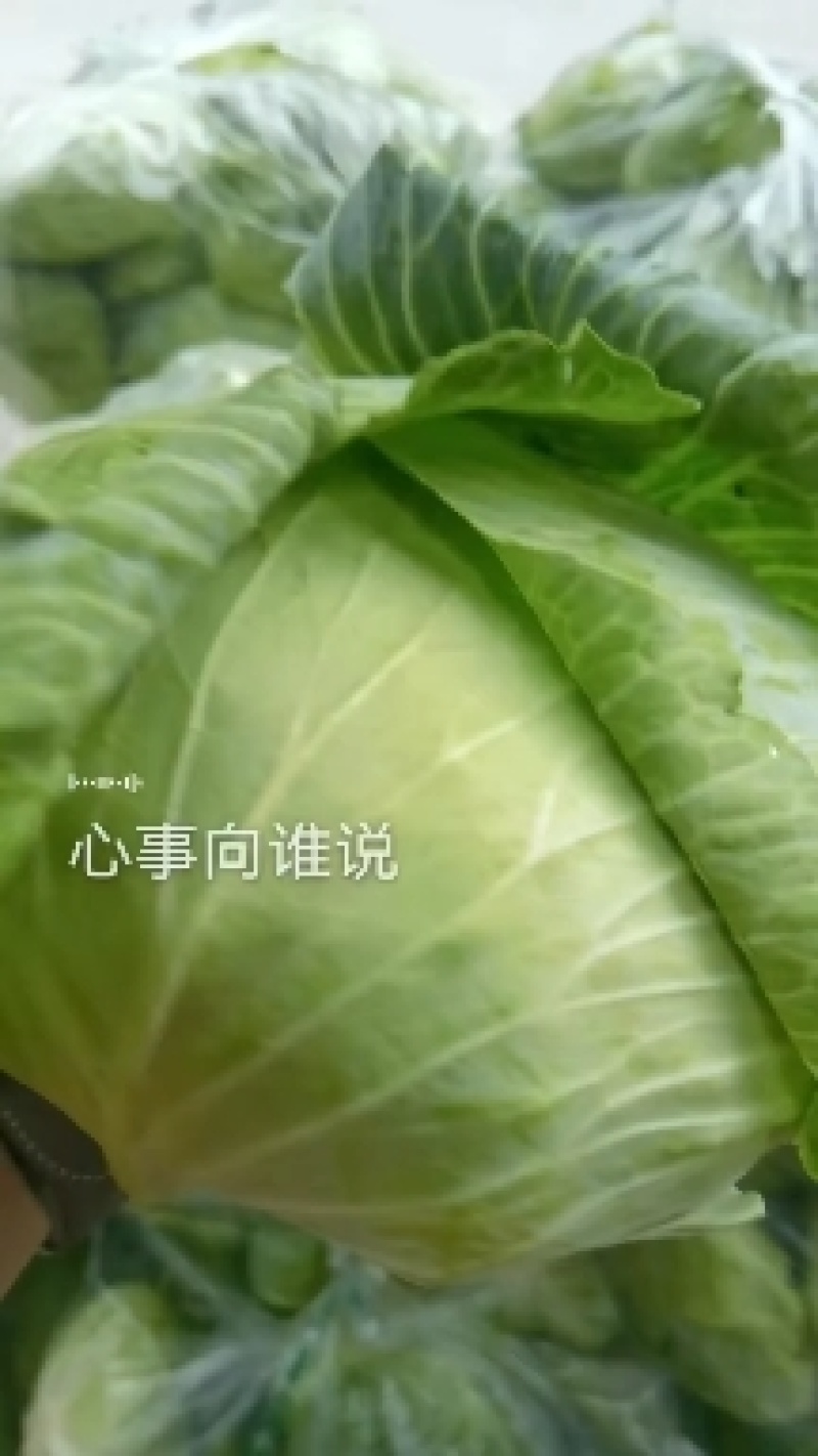 京丰包菜产地看货质量好货源充足需要的可以视频看货