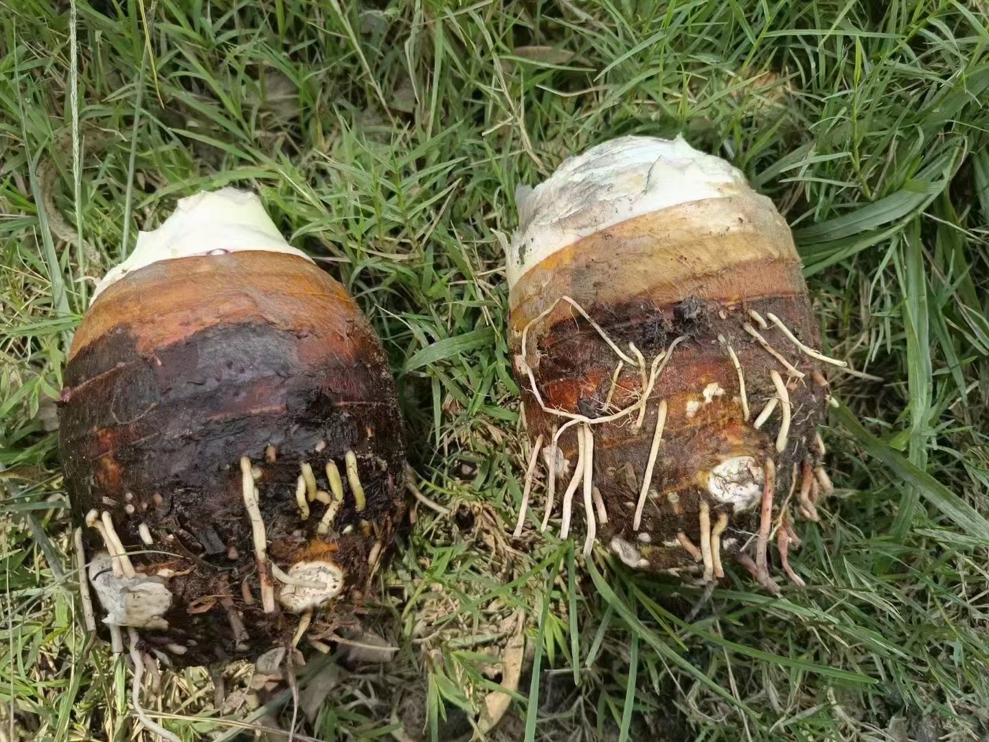 香芋在田间成熟的状态