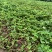 浙江隨珠草莓苗货源充足基地直供实地考察视频看货电话订购