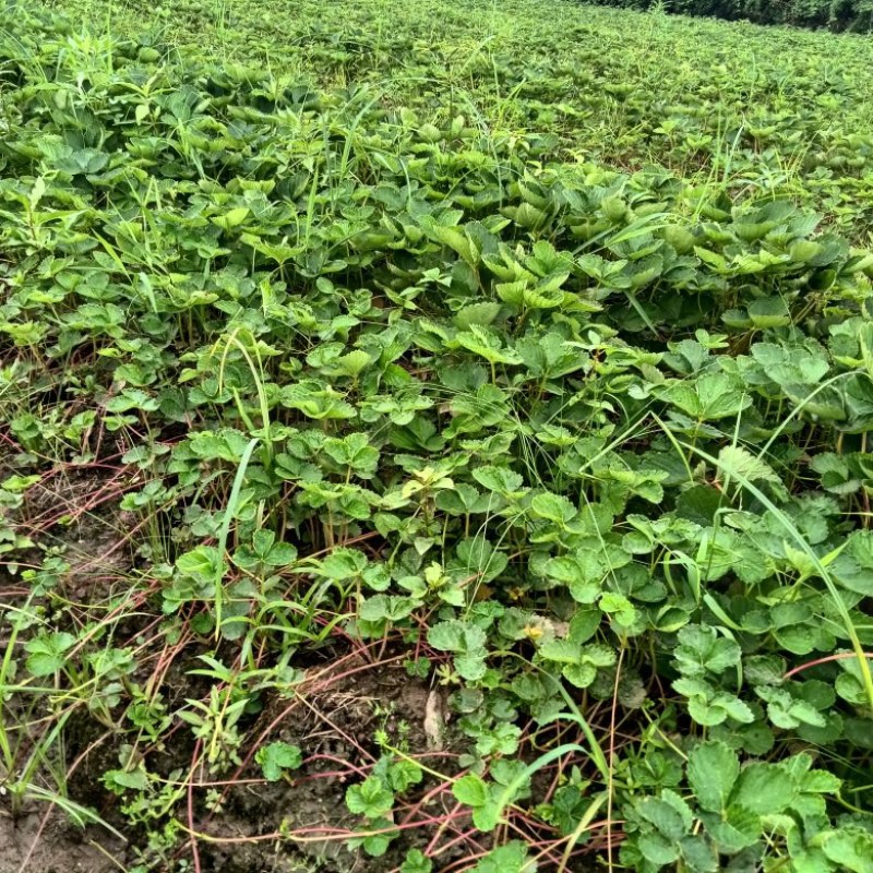 浙江隨珠草莓苗货源充足基地直供实地考察视频看货电话订购