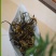 滇红茶特级云南正宗滇红茶产地直发一斤也包邮