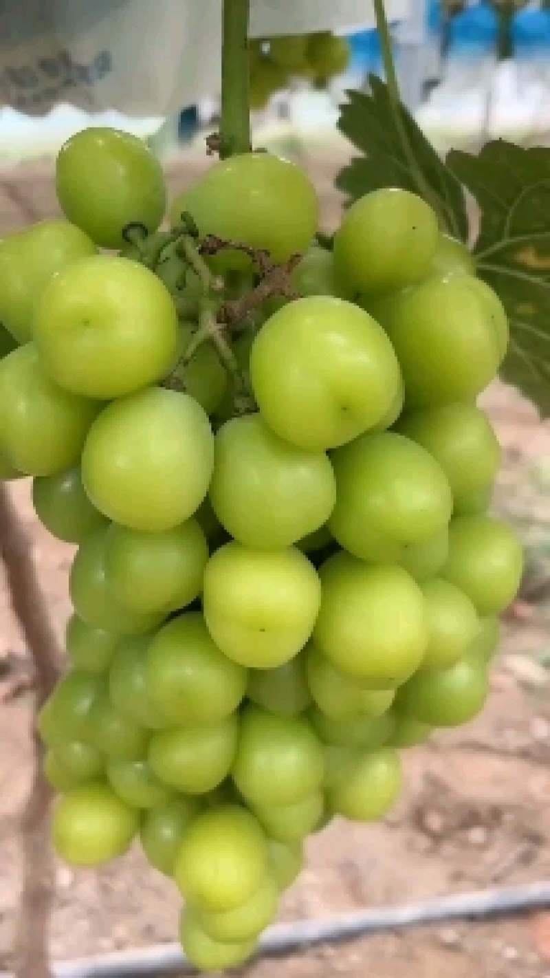精品阳光玫瑰大量供货中。质量好，价格低，货源充足，质量保