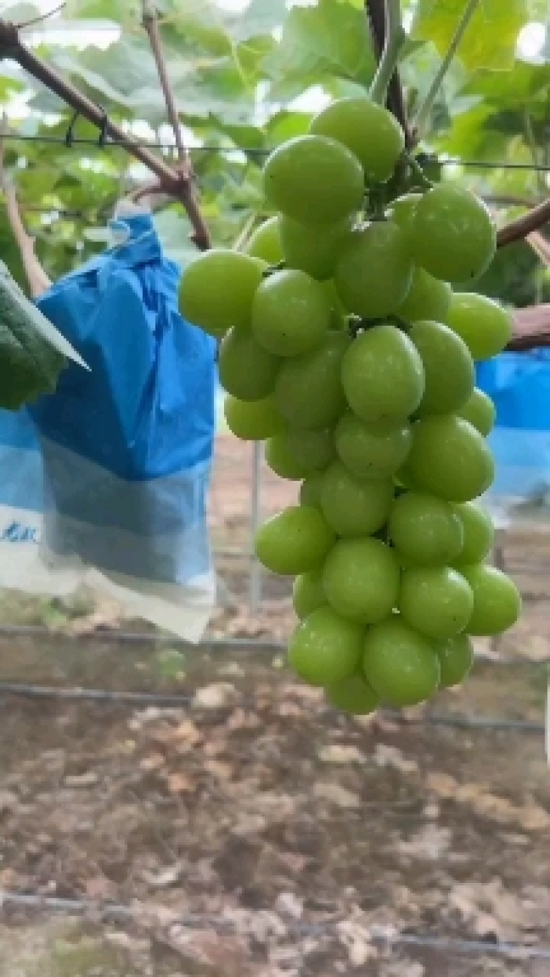精品阳光玫瑰大量供货中。质量好，价格低，货源充足，质量保