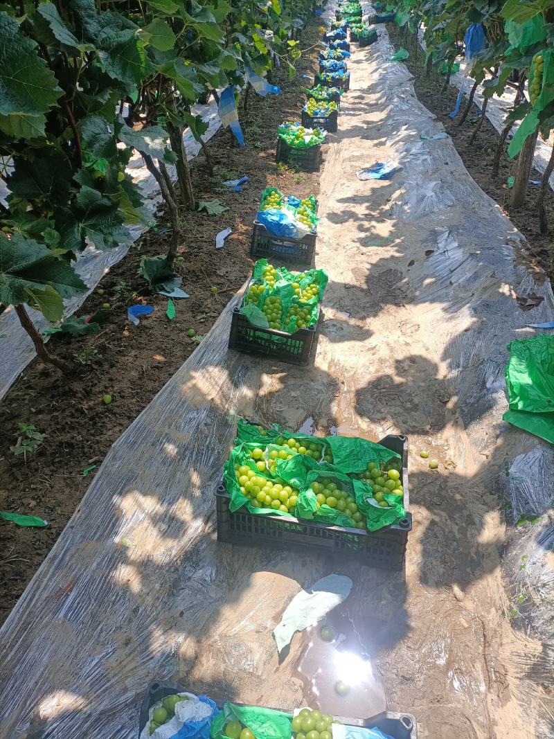 《平顶山阳光玫瑰葡萄》基地直发玫瑰香甜对接全国一条龙