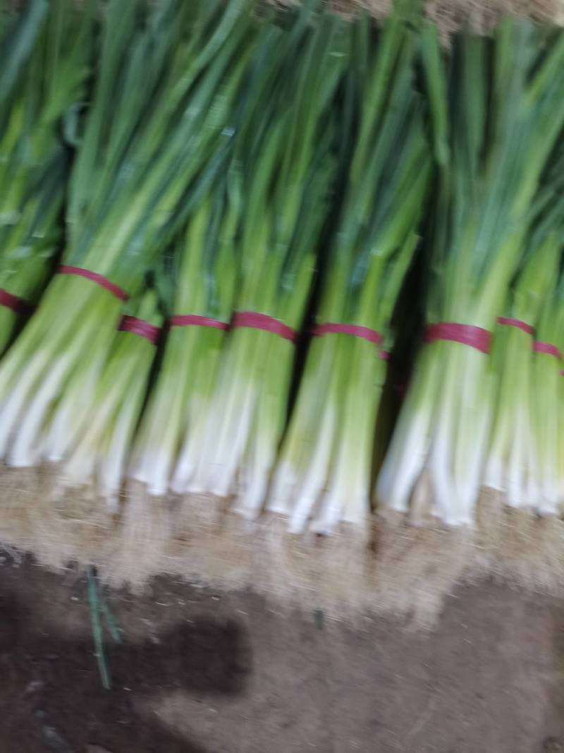 蒜苗