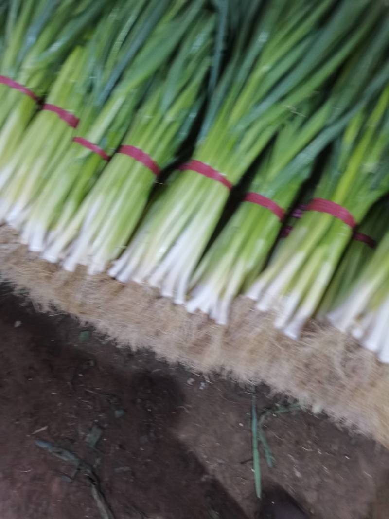 蒜苗