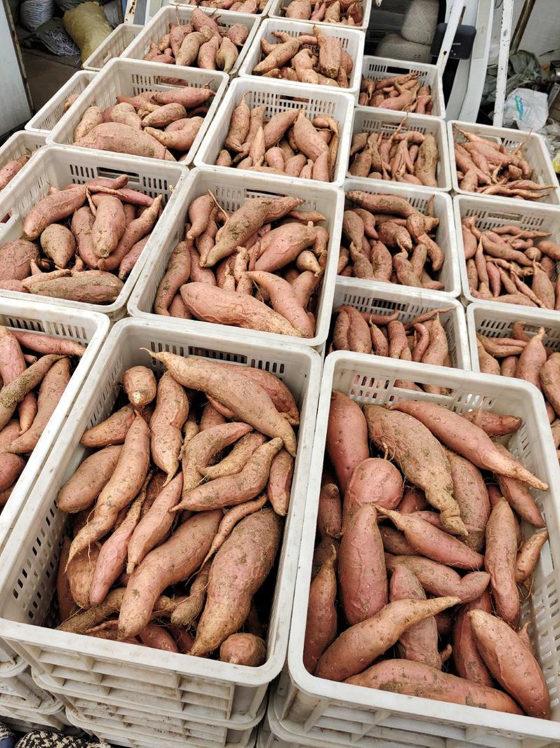 山东烟台烟薯25产地直发烤薯块商品薯对接全国各地