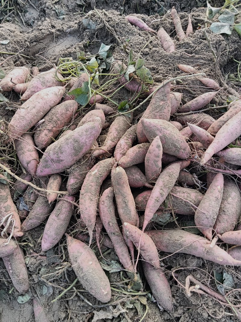 沙地板栗薯