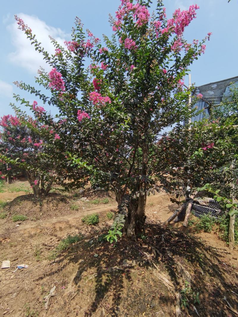 【紫薇桩】浏阳河畔五彩种植园支持实地考察视频看货