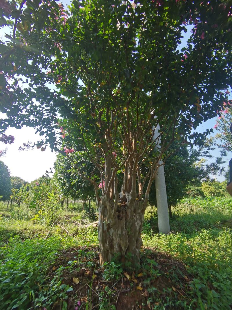 【紫薇桩】浏阳河畔五彩种植园支持实地考察视频看货