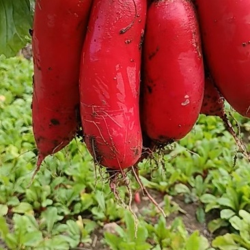 红皮萝卜