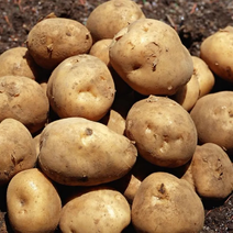 内蒙古土豆大量上市，欢迎大家前来询价