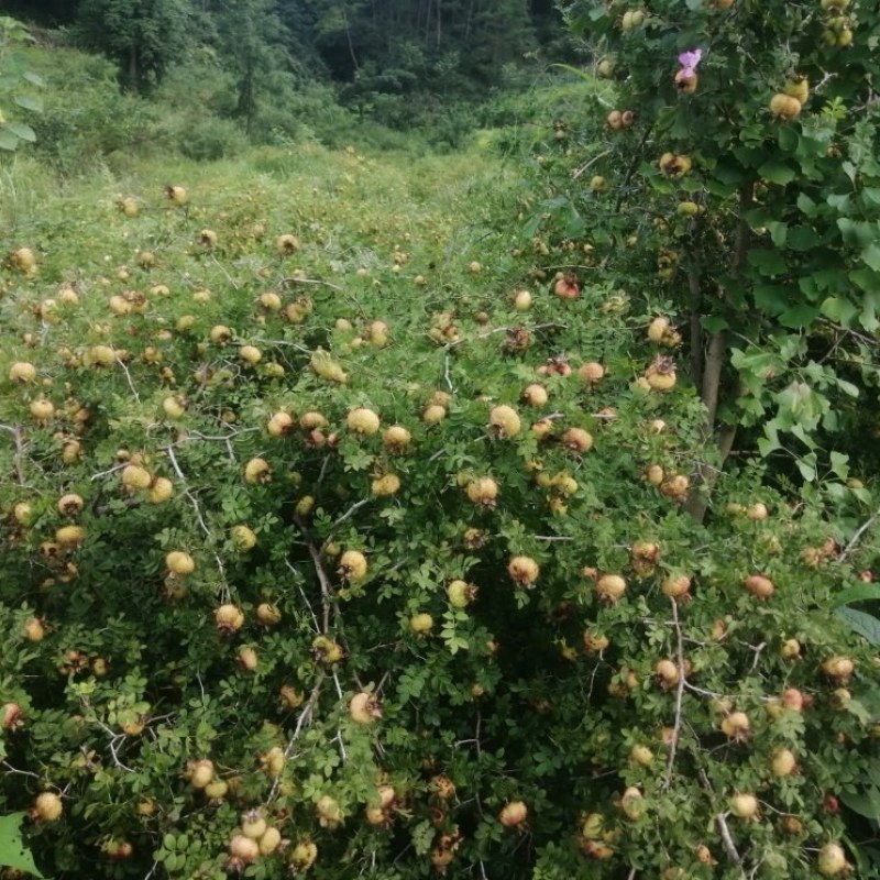 刺梨鲜果