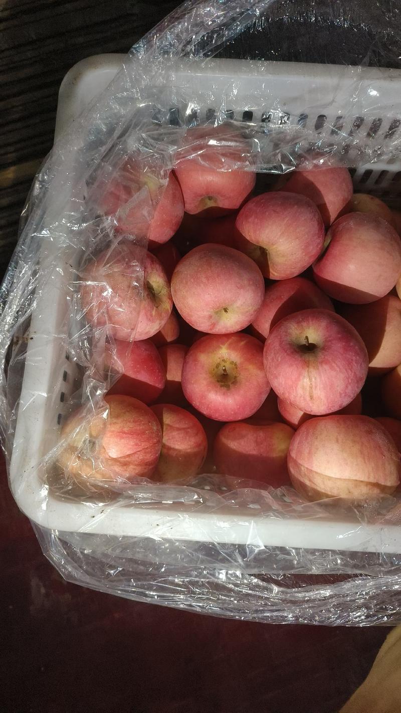山东红富士苹果产地直供，对接全国各地，一手货源